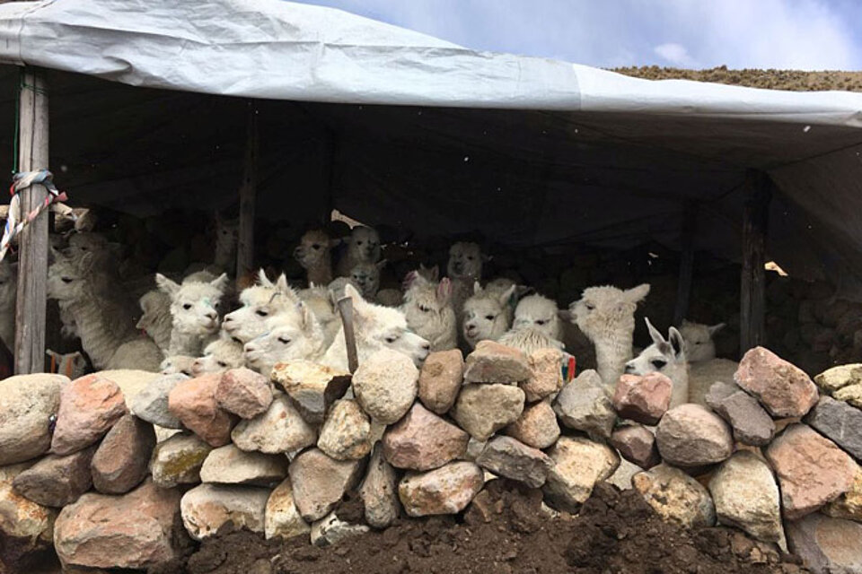 Kältehilfe in Peru für Viehzüchter Alpakas in einem wetterfesten Unterstand