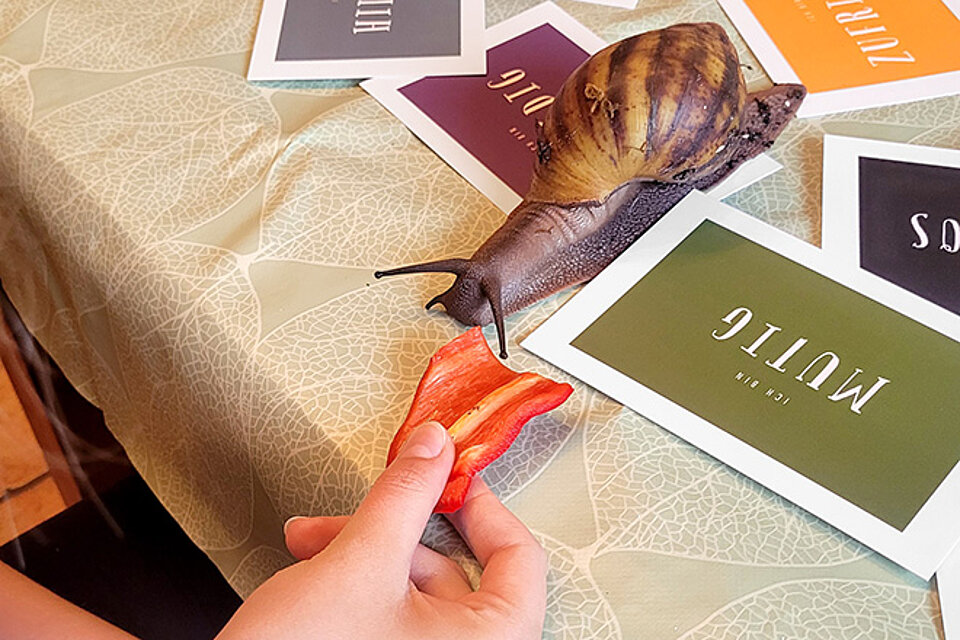 Tiergestützte Kinder- und Jugendhilfe Achatschnecke knabbert Paprika
