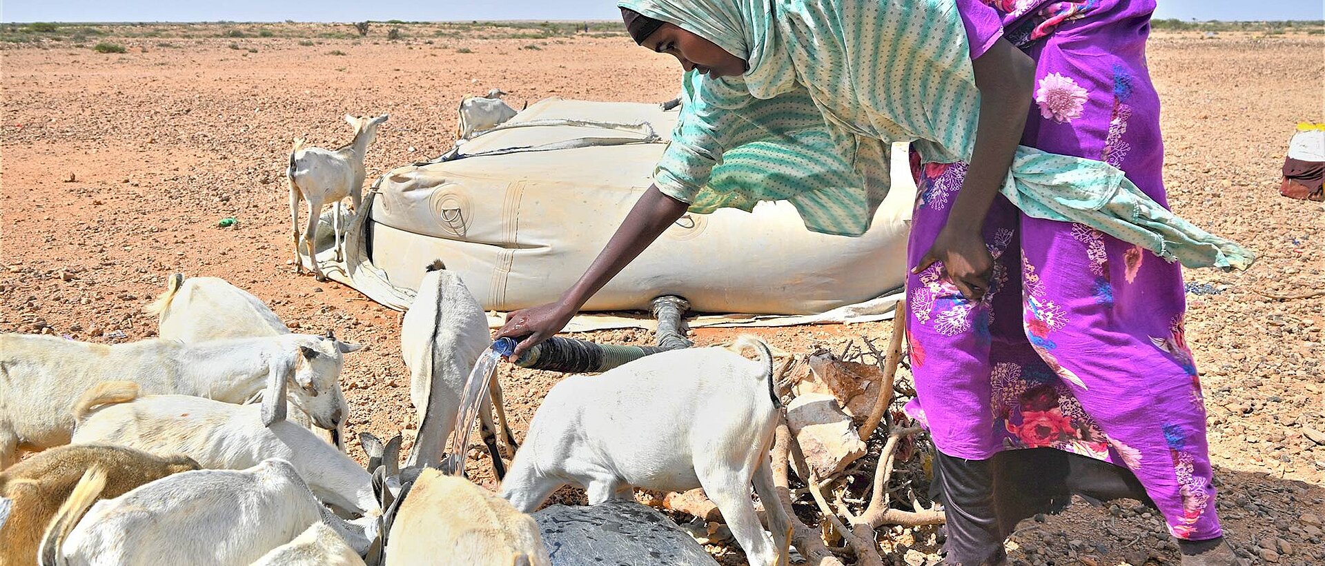 Hirtin versorgt Ziegen mit Wasser