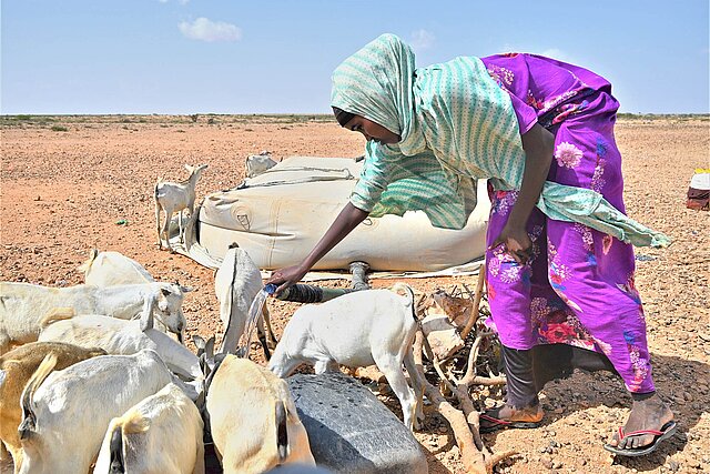 Woman in desert with goats