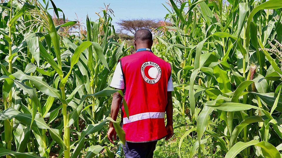 Existenzsicherung in Somalia Rothalbmond-Helfer im Maisfeld