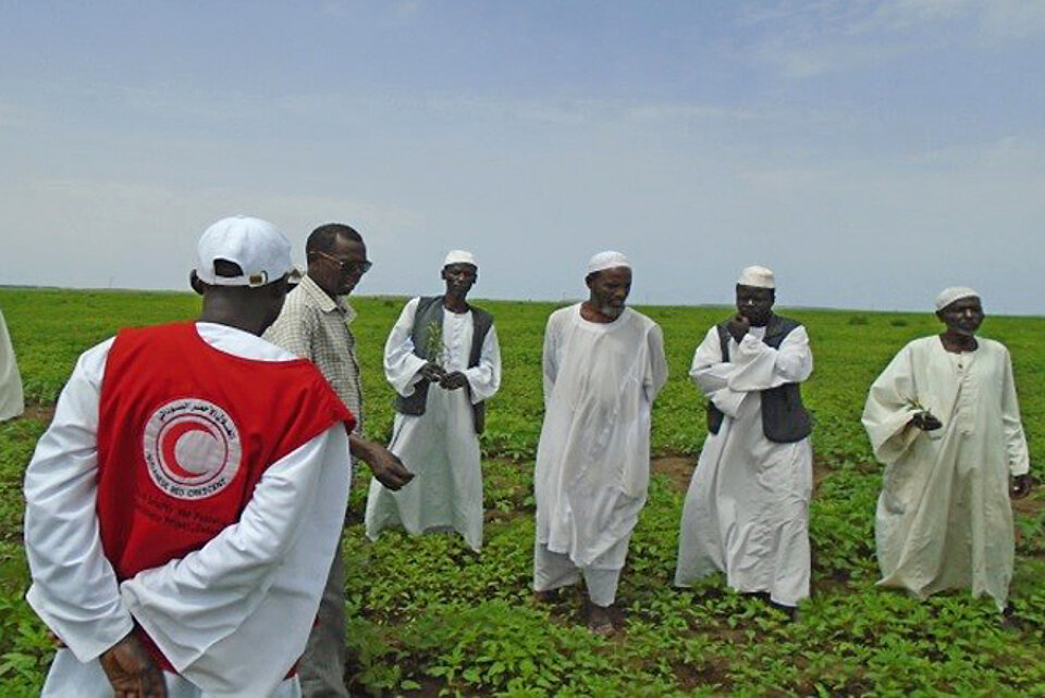 Feldschulen im Sudan Foto: Sudanesische Bauern auf einem Feld einer Feldschule