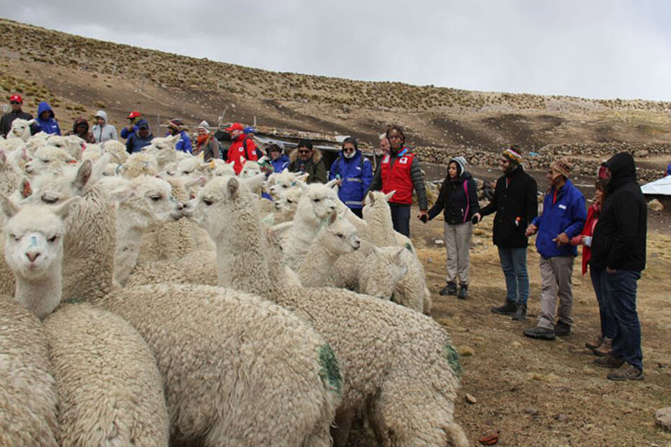 Winterhilfe in Peru Eine Herde Alpakas