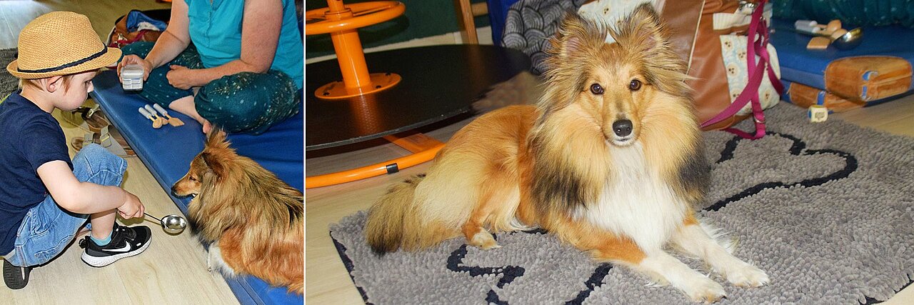 Lefke im Einsatz Collage: Therapiehund Lefke mit Kind und liegend